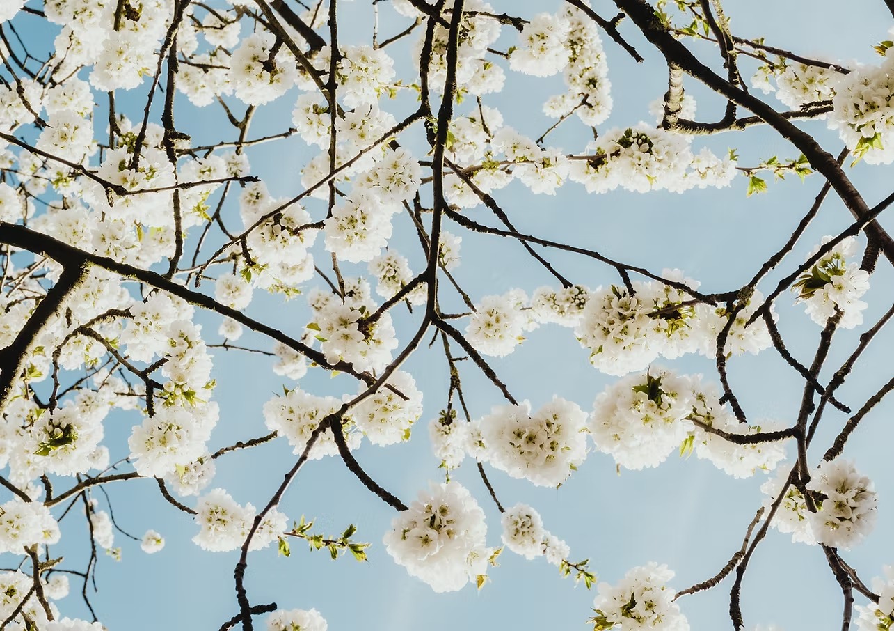 Cherry tree
